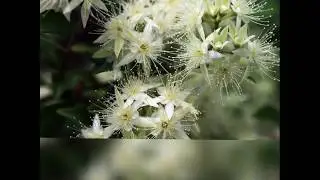 5 Uses and Benefits of Myrtle Essential Oil
