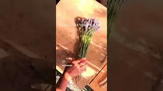 Diy Lavender Wand #lavender #diy #lavandula #lavendler