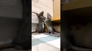 Funny Pet Rats 🐭 #rats #funnyrats