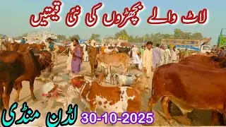 LATEST LUDDEN MANDI PRICE UPDATE | New Bachoron K Rates | Ludden Cattle Mandi
