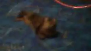 MOV0008A.avi