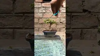 Zade Bonsai Prunning😍😍 #bonsai #trending #shorts #youtubeshorts