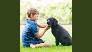 Rain's Gentle Pet Comfort Zone