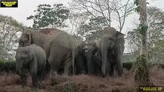 angry elephant herd: in the tea estates of marangi#assam#golaghat#numaligarh#elephant herd