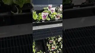 制作一个冬季吊篮 选材料
