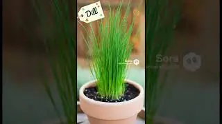 Herbs for winter, with a well drain soil
