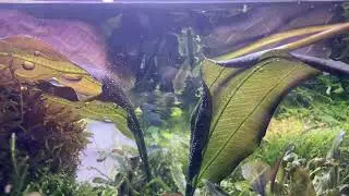 【不定期アクア】[本編]疲れた時にどうぞ　#119   #アクアリウム ,#aquarium,#bucephalandra ,#aquascape,#Echinodorus