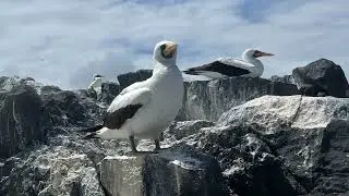 Gal&aacute;pagos  Espa&ntilde;ola