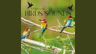 ASMR Bird: Peacocks