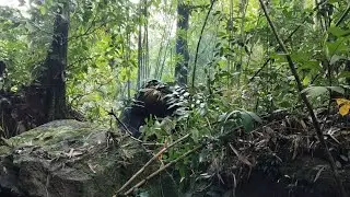 BERKEMAH DI HUTAN MENJELAJAHI ALAM KALIMANTAN DAN JERAT BURUNG HUTAN SELAMA 48 JAM 