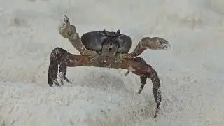 The March of the Soldier Crabs