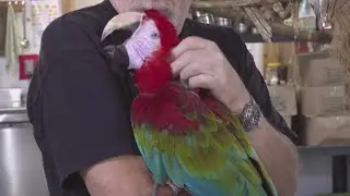 Iowa Parrot Rescue takes in seven colorful birds