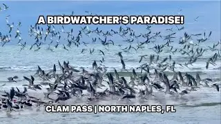 An Amazing Gathering of Thousands of Seabirds at Clam Pass in North Naples, Florida