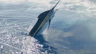 Peak Sportfishing Blue Marlin Trailer 2015