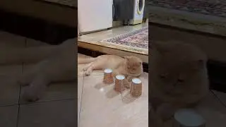 My Cat Found the Hidden Object ! #shorts #catshorts #cat #royalcaninkitten #funnycats #cute