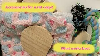 The Best Accessories for a Rat Cage