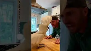не твой