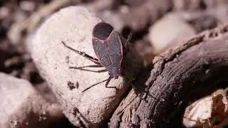 Creature Feature: Boxelder Bugs