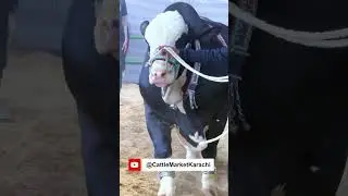 GIANT KALA PANDA BULL Shan e Jamal at DALFA Cattle Show in Karachi Pakistan