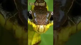 La oruga m&aacute;s intimidante🐛🐍ORUGA SERPIENTE #animales#datoscuriosos#oruga#serpiente#sabiasque#viral