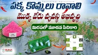 లేత మిరప తోటలో NPK పోషకాలు ఎందుకు అవసరమూ!# NPK fertilizer uses farming 