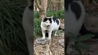 Come with me to feed stray cats #貓#cat#Kedi#野良猫#ねこ#StrayCats#길고양이 #kittens#流浪猫 #gatto