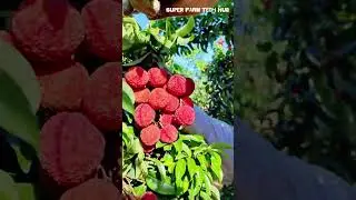 Harvest the clusters of ripe red lychee on the tree #farminglife #farming #harvesting #lychee