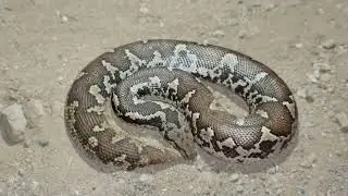 common sand boa snake