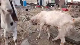 #goatfarm 🐐🐐mumbai @FSAEntertainment @goatshub please subscribe 