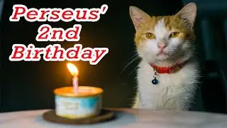 Perseus the Cat 2nd Birthday Celebration