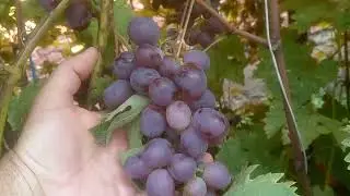 Nizina visoka rodnost (bogatstvo drugog roda)