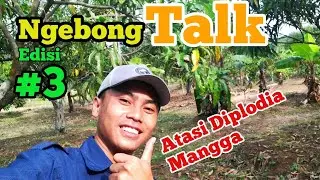 Diplodia pada Mangga #mangga #hamatanaman
