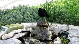 Grackle Bird Call