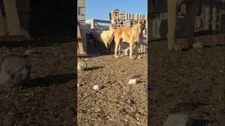 land of lions Aslanlar Diyarı GUR&Eacute;H PEHJDAR  #shorts