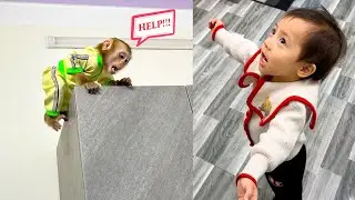 Diem Called Mom To Rescue Monkey Kaka Stuck On The Top Of The Cabinet