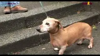 Massage für alte Hunde