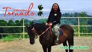For Sale 🐴 Kuda Calon Derby ❗Pusaka Pajajaran ‼️Graha Alam Stable
