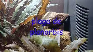 202601-Plaga Planorbis