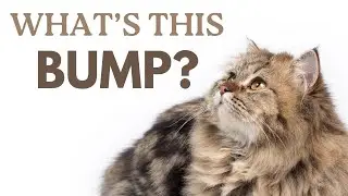 Cat Lumps and Bumps: When to Worry and When to Wait