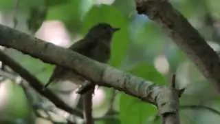 Dwarf Tyrant-manakin -  Tyranneutes stolzmanni - Mit&uacute;, Colombia birding tour