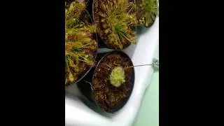 Droseras e dion&eacute;ias