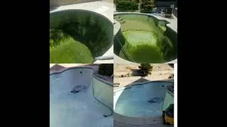 Acid wash with deep black Algae