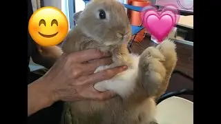 If you love bunny, love this one.bunny# cute animal# The DoDo# Dog #cat#  Pet#  Cute