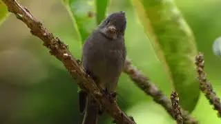 Contopus lugubris