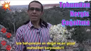 Nergis Çiçeği Nasıl Çimlendirilir?