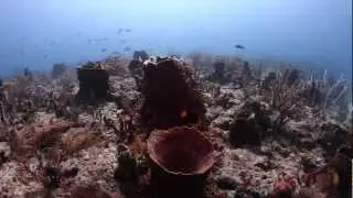 Wrecks and Reefs of Fort Lauderdale by Sea-Cam