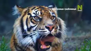 Predator Pets MK