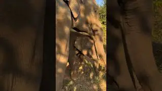 Cute Baby Elephant's Muddy Playtime with Mom 🥹 #babyelephant #cuteanimal #shorts