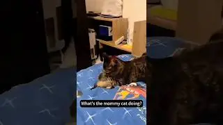Hilarious chaos ensues #cats #cutecats #funny #shorts