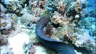 Big grouper and big moray eel 